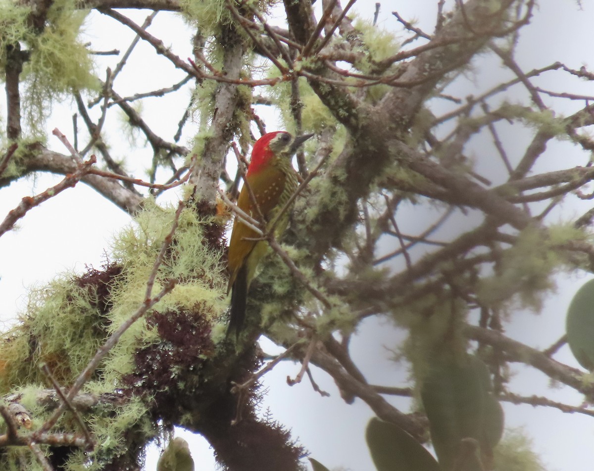 Yellow-vented Woodpecker - ML452152481