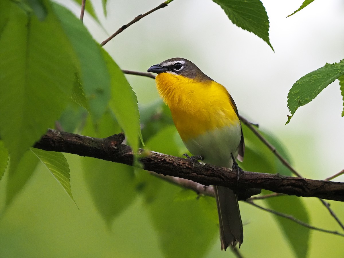 Yellow-breasted Chat - ML452154541