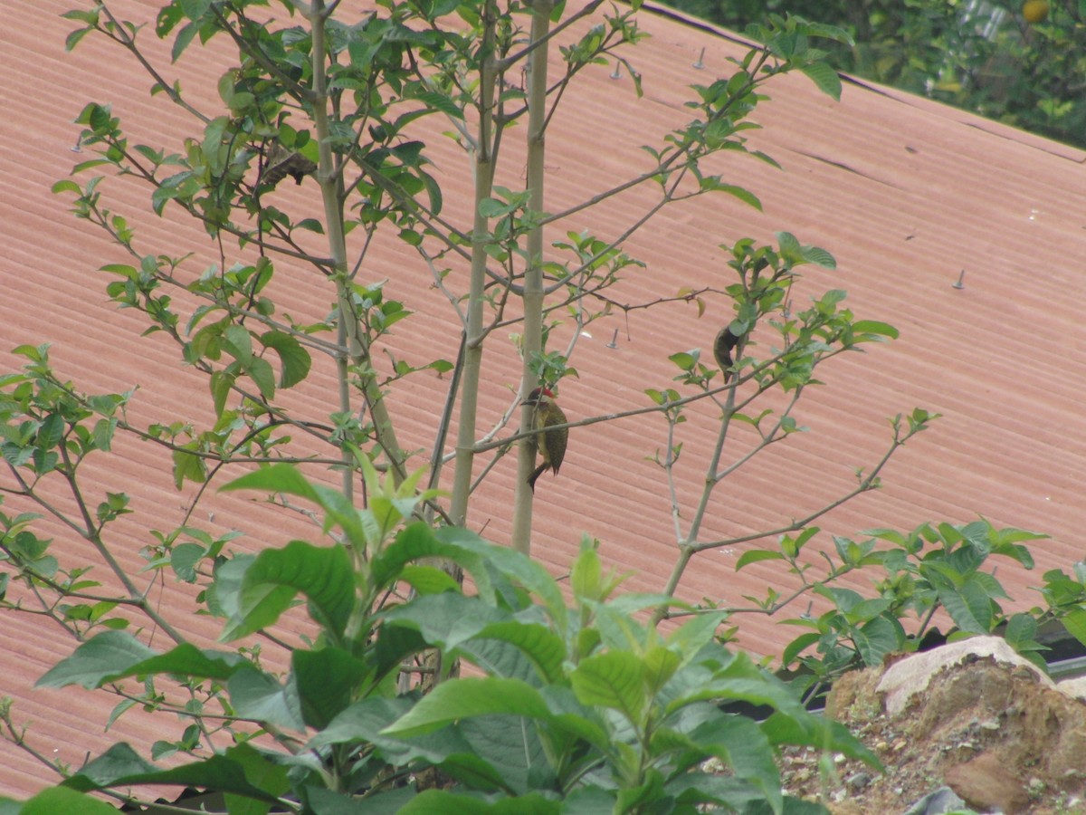 Spot-breasted Woodpecker - ML45215551