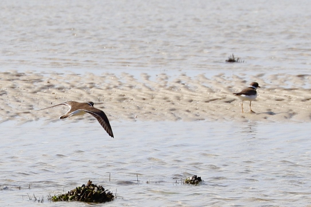 Semipalmated Plover - ML452155581