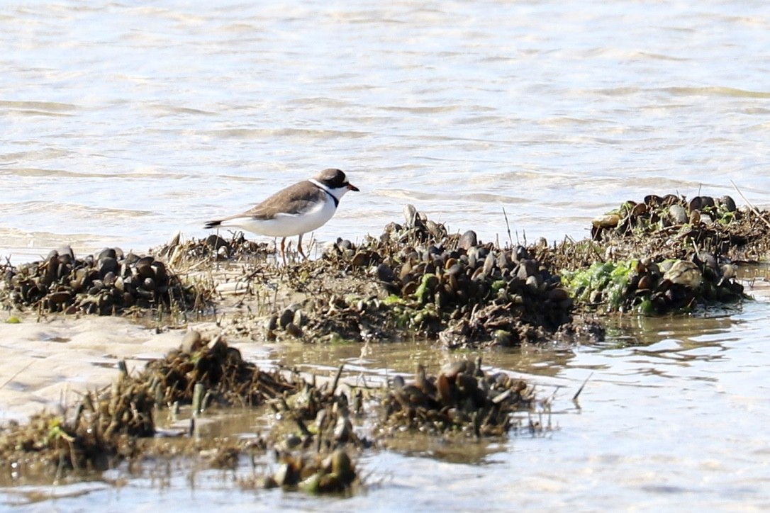 Semipalmated Plover - ML452155591