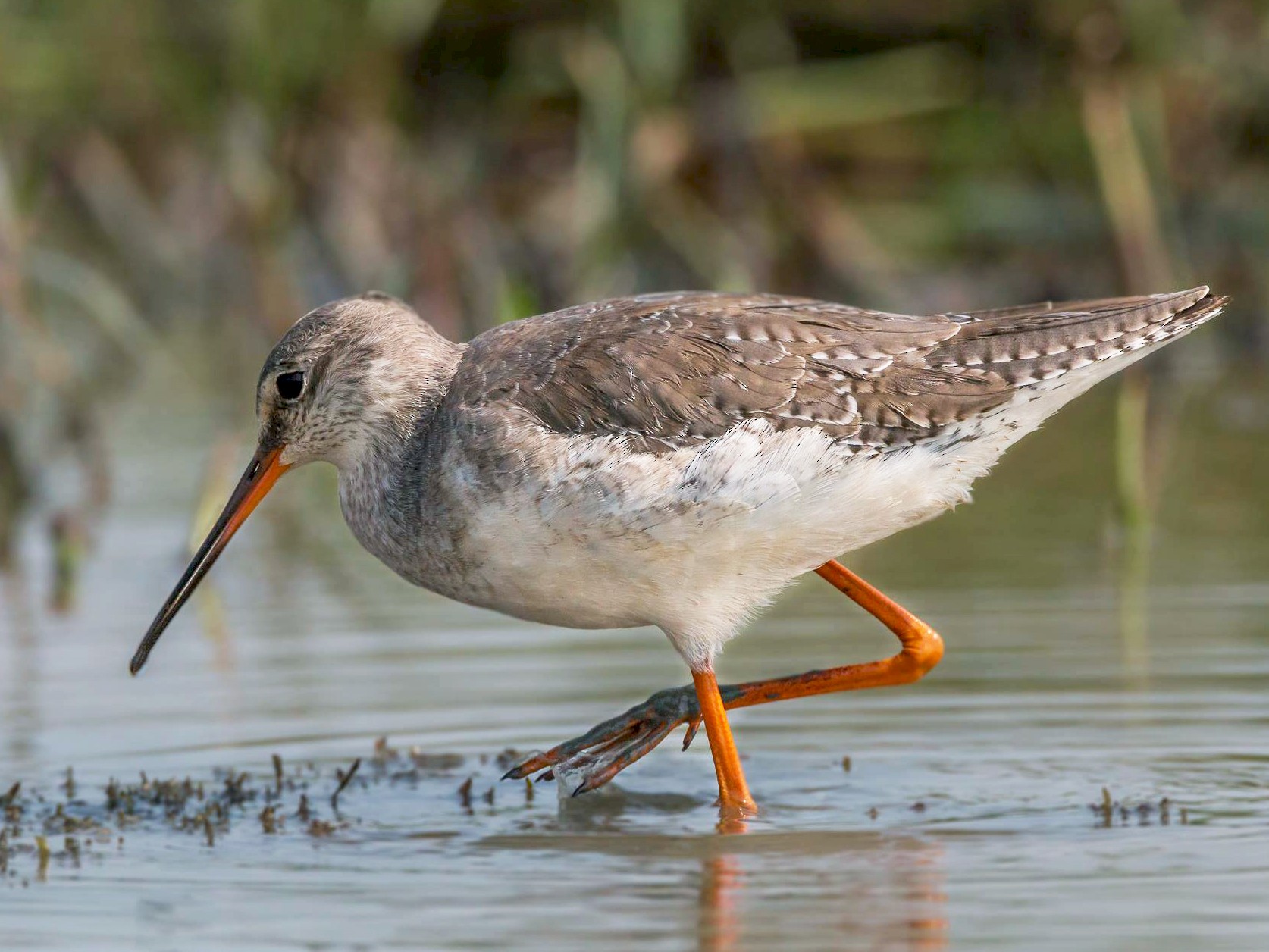 Spotted Redshank eBird