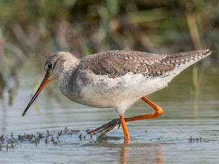 Nonbreeding adult - Phani krishna Ravi - ML45216051