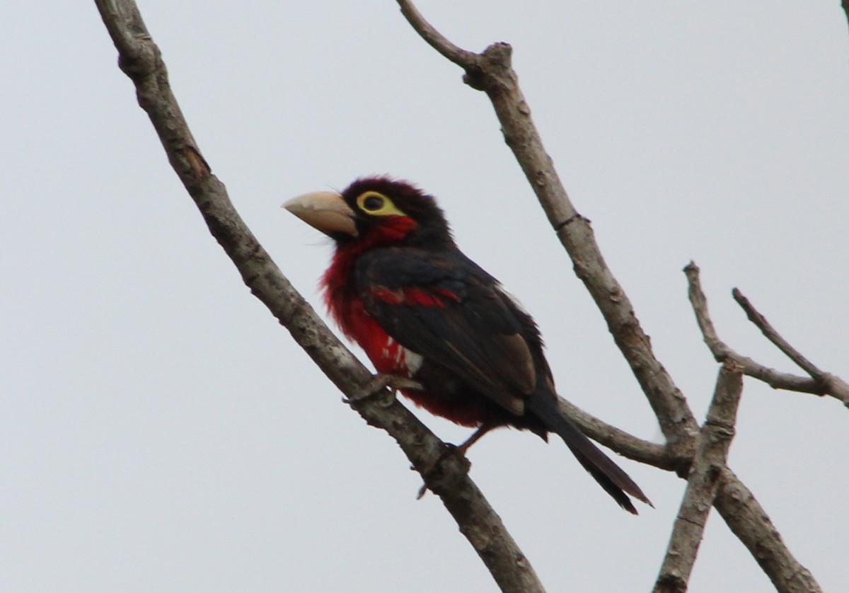Double-toothed Barbet - ML45216321