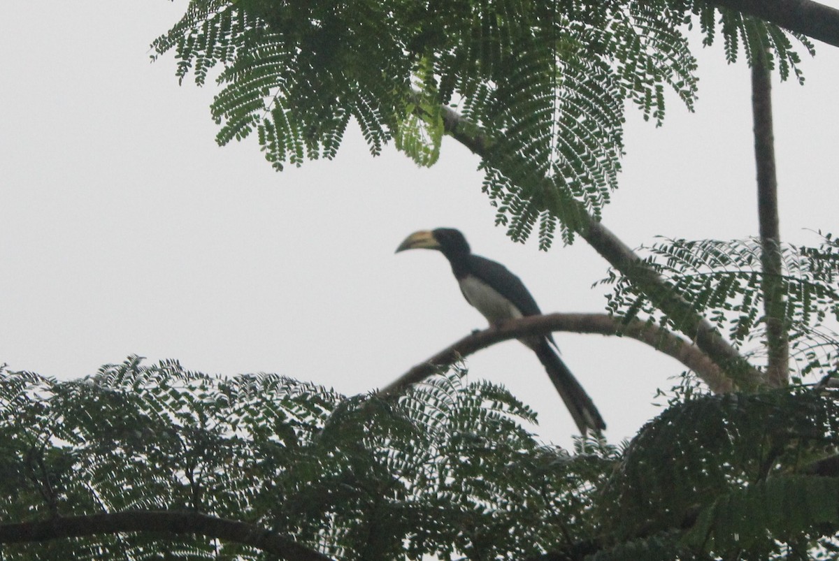 West African Pied Hornbill - ML45216381