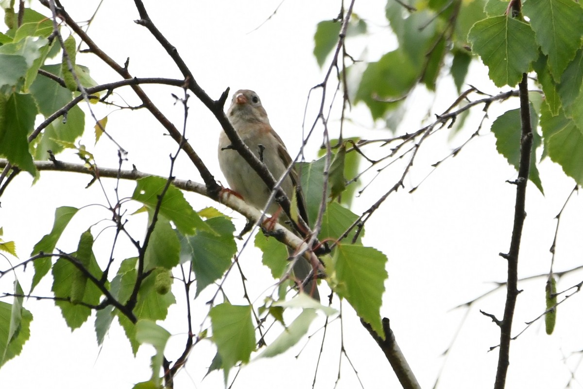 Field Sparrow - ML452165161