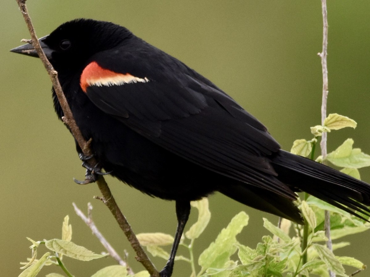 Red-winged Blackbird - Jason C. Martin