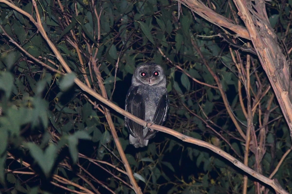 Sooty Owl (Greater) - ML452176891