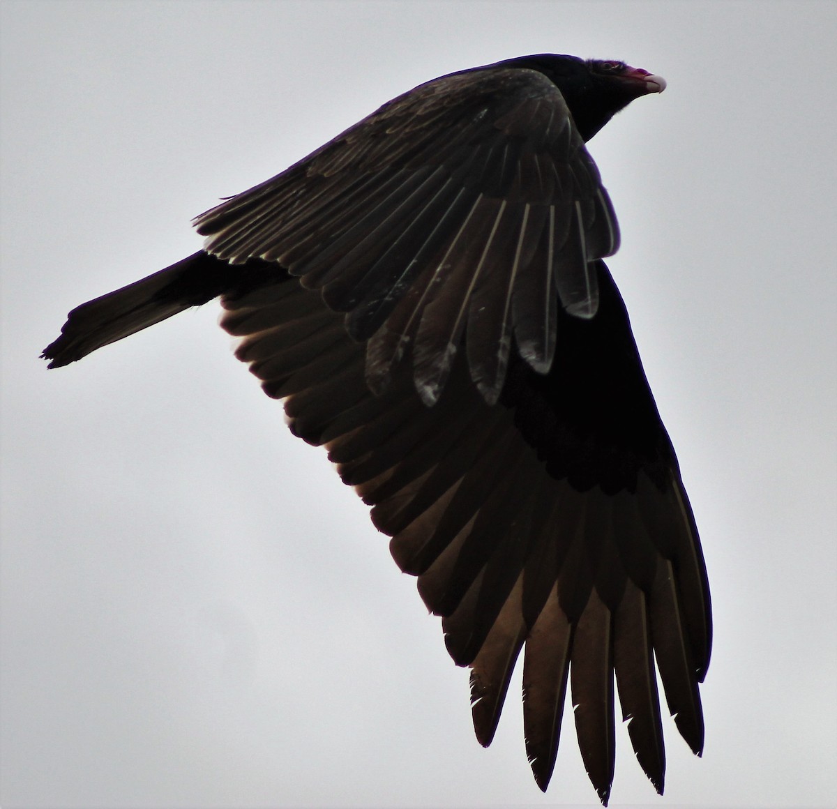 Turkey Vulture - Brent Musser