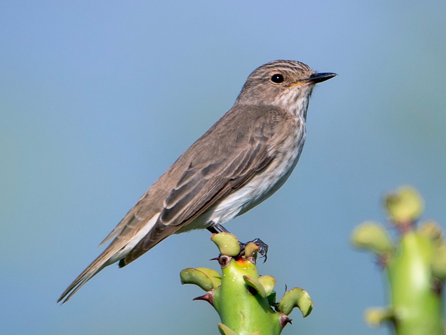 Spotted Flycatcher - Saurabh Sawant