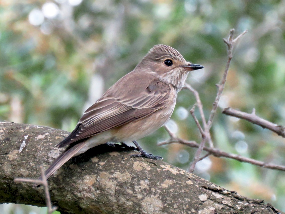 Spotted Flycatcher - Pedro Fernandes