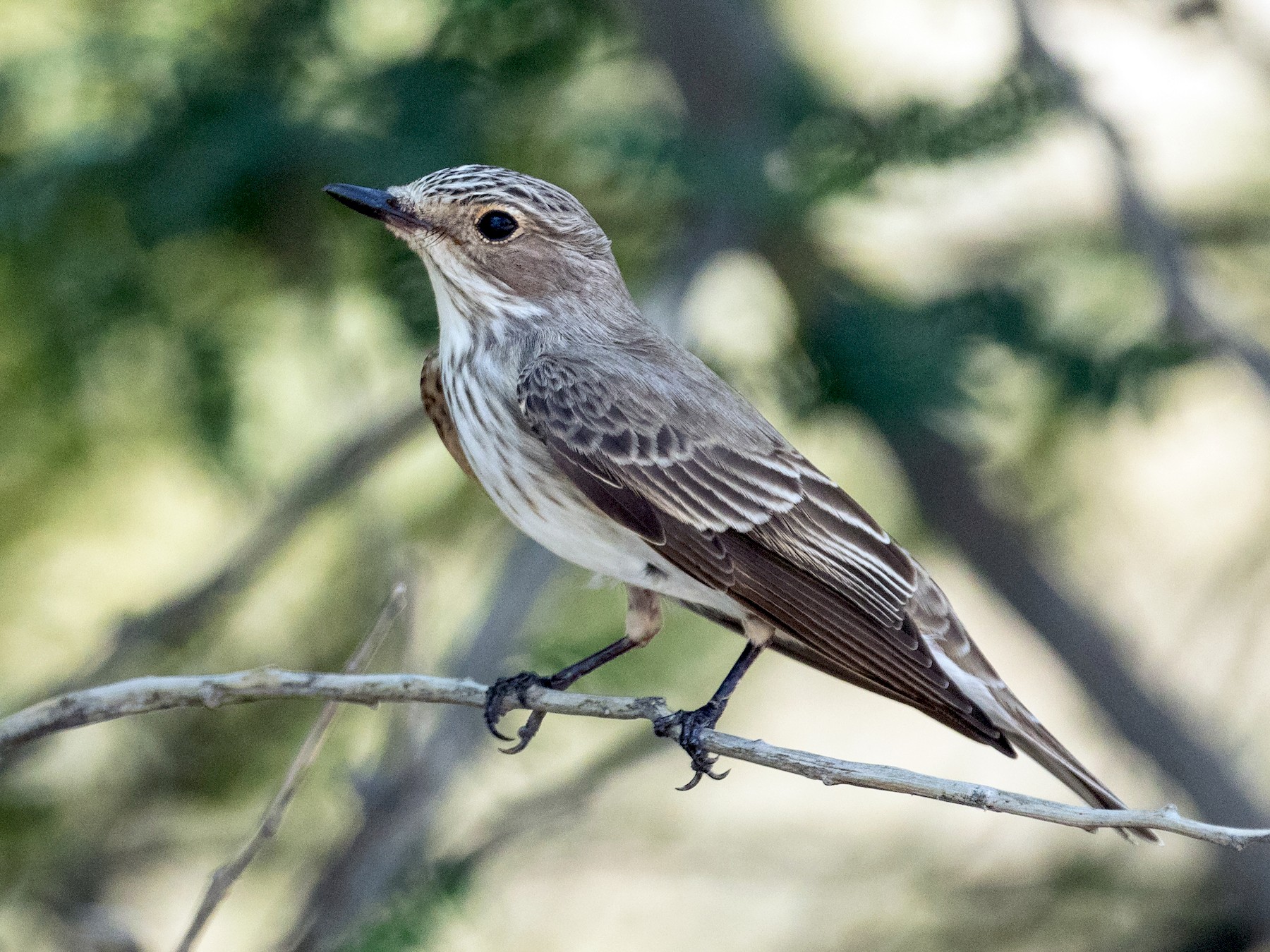 Spotted on sale fly catcher