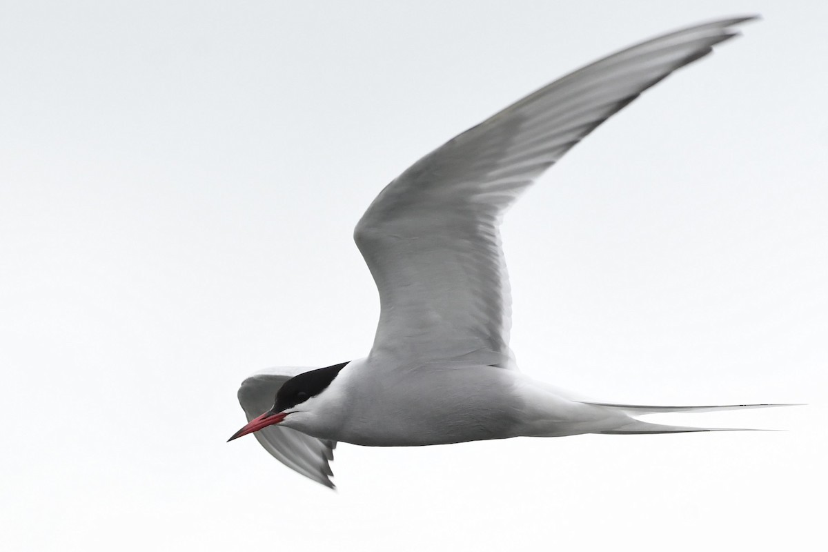 Arctic Tern - ML452182071