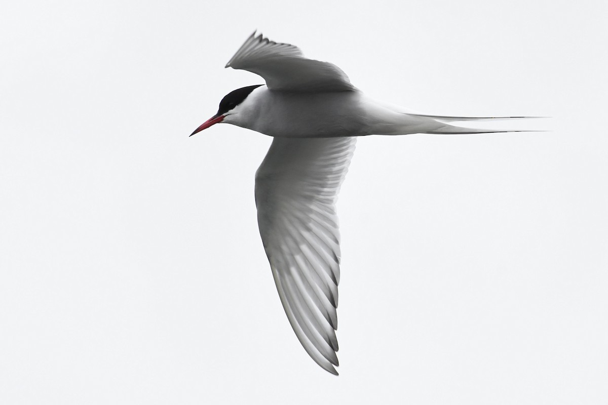 Arctic Tern - ML452182081