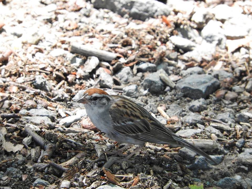 Chipping Sparrow - ML45218321