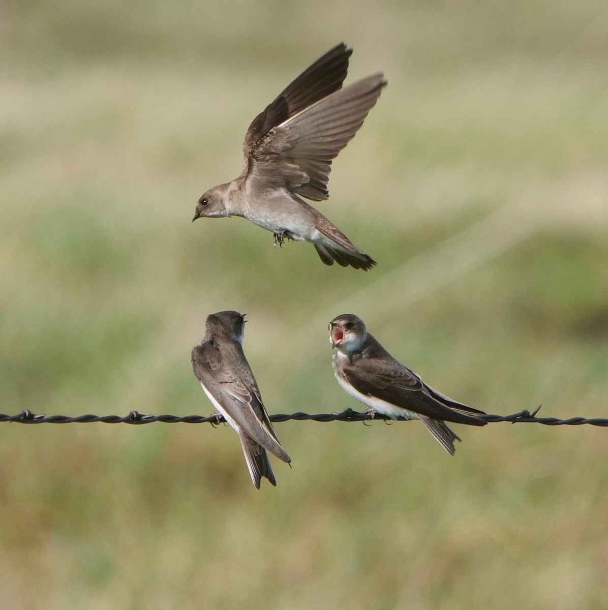 Northern Rough-winged Swallow - Gautam Apte