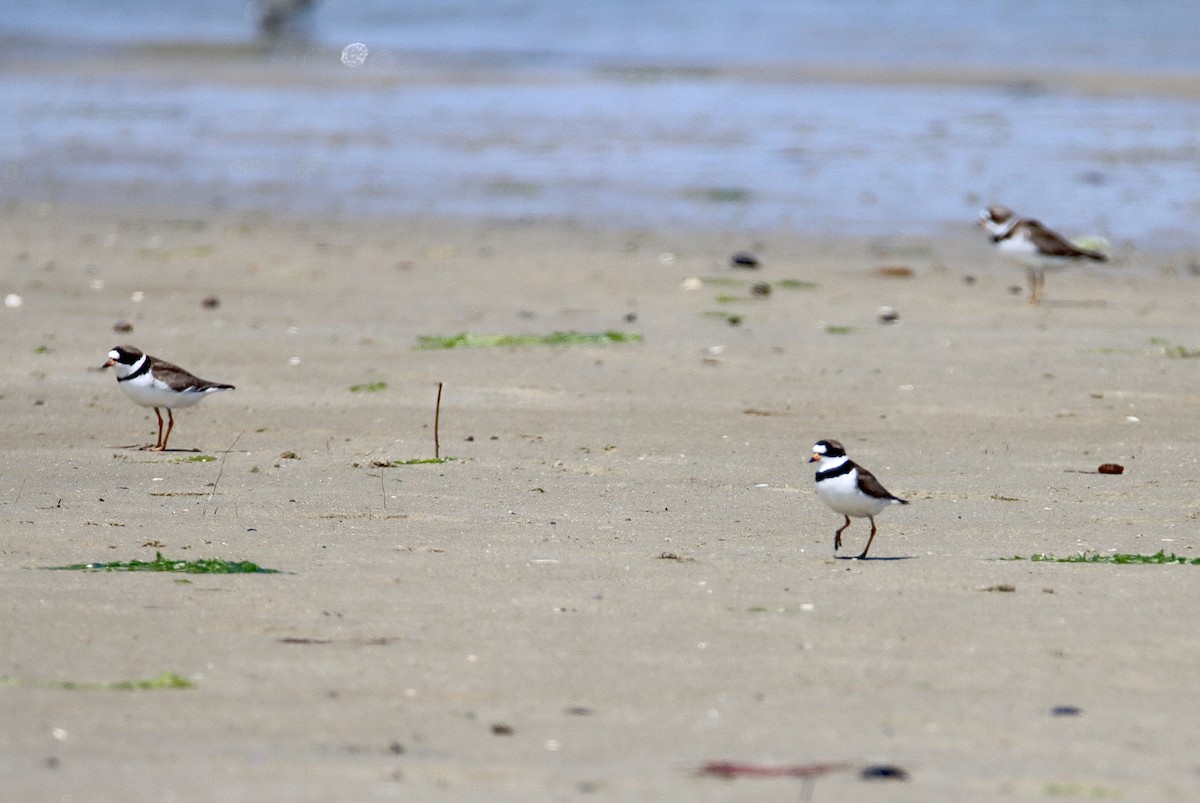 Semipalmated Plover - ML452188401