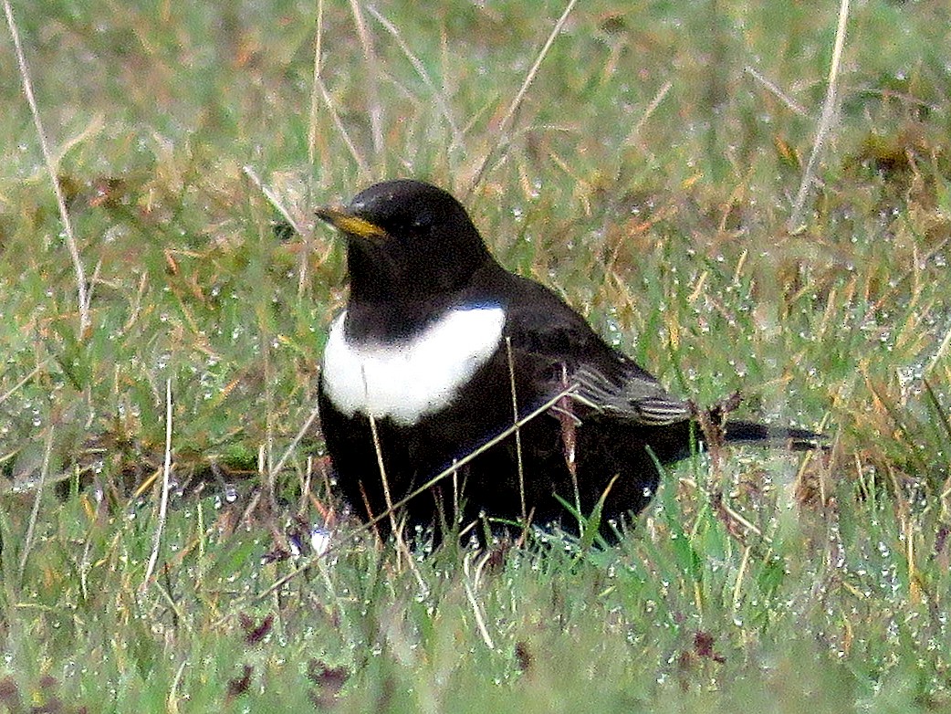 Ring Ouzel - Dave Read