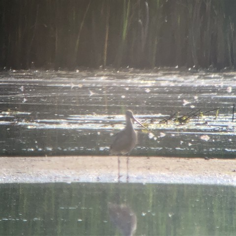 Marbled Godwit - Alan Mart