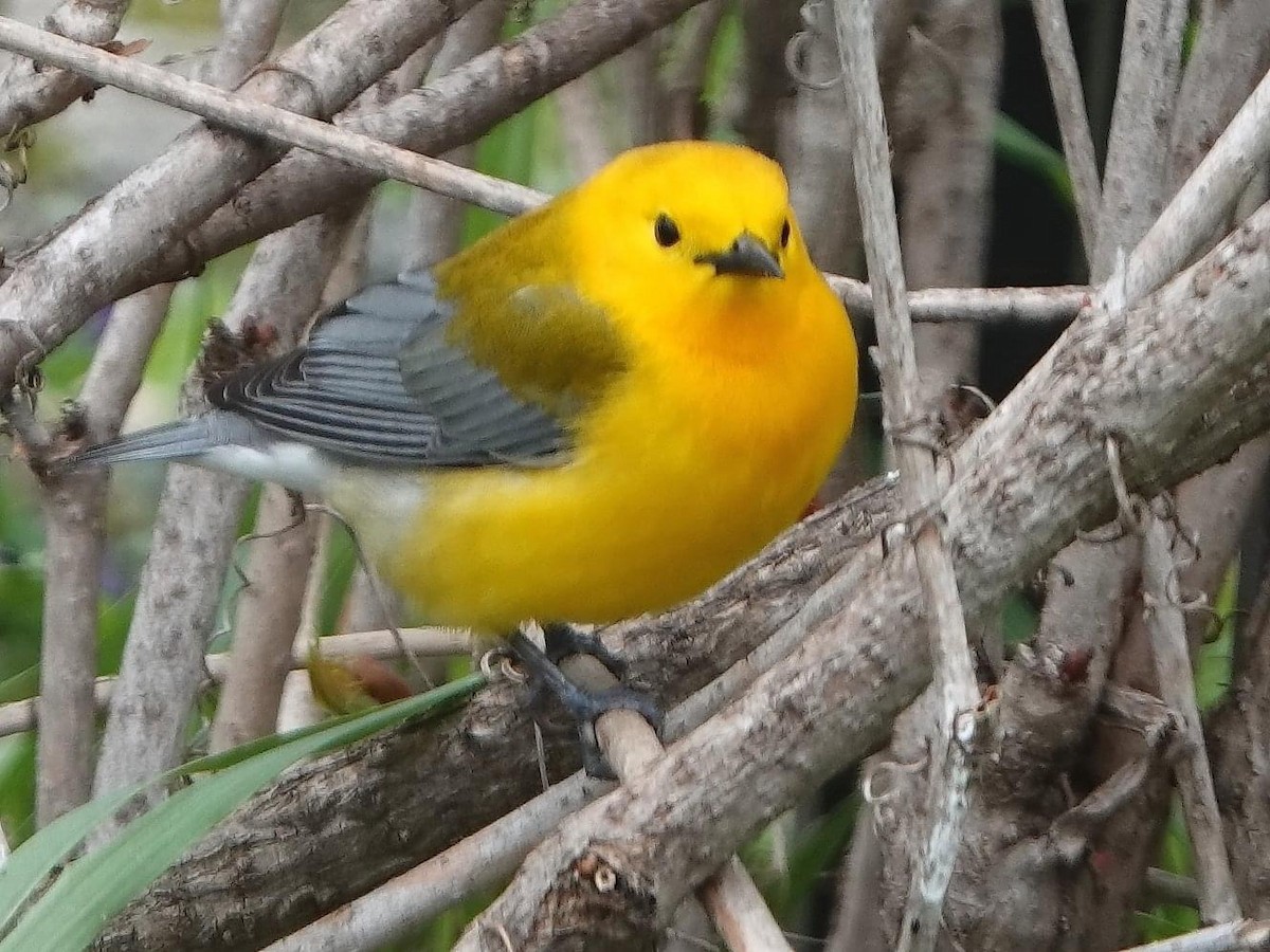 Prothonotary Warbler - ML452196931