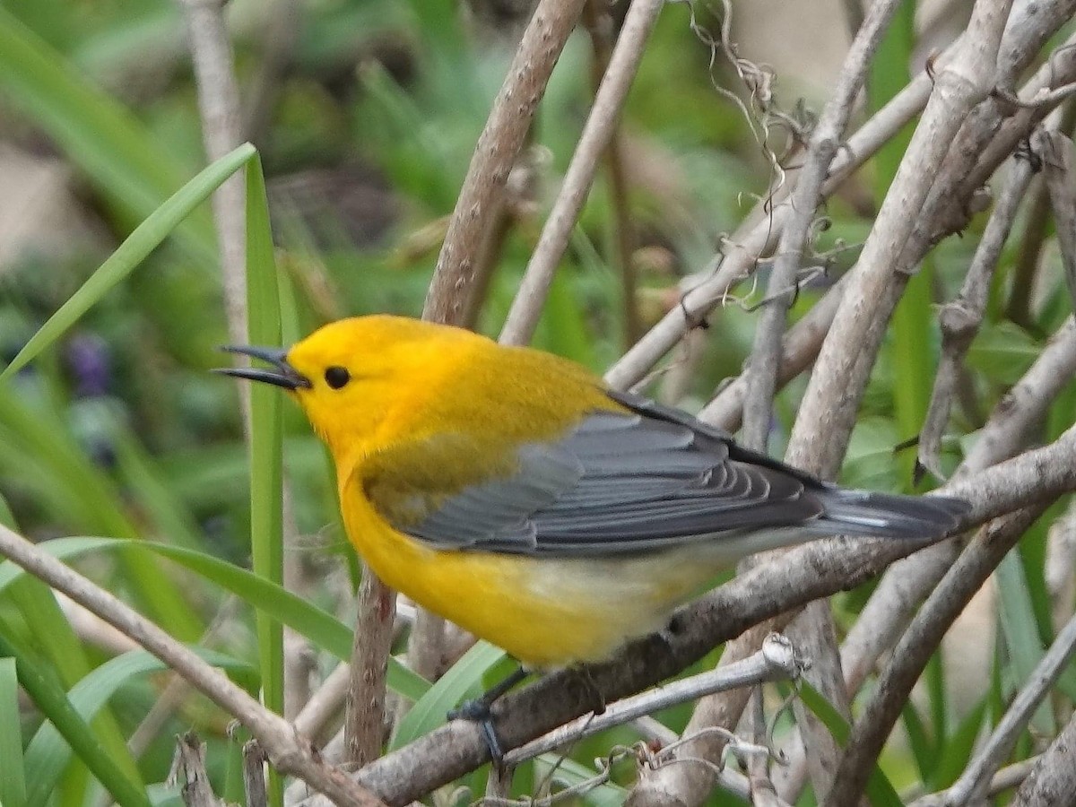 Prothonotary Warbler - ML452196971