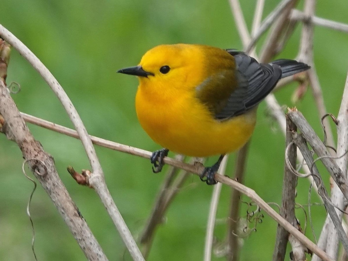 Prothonotary Warbler - ML452197011