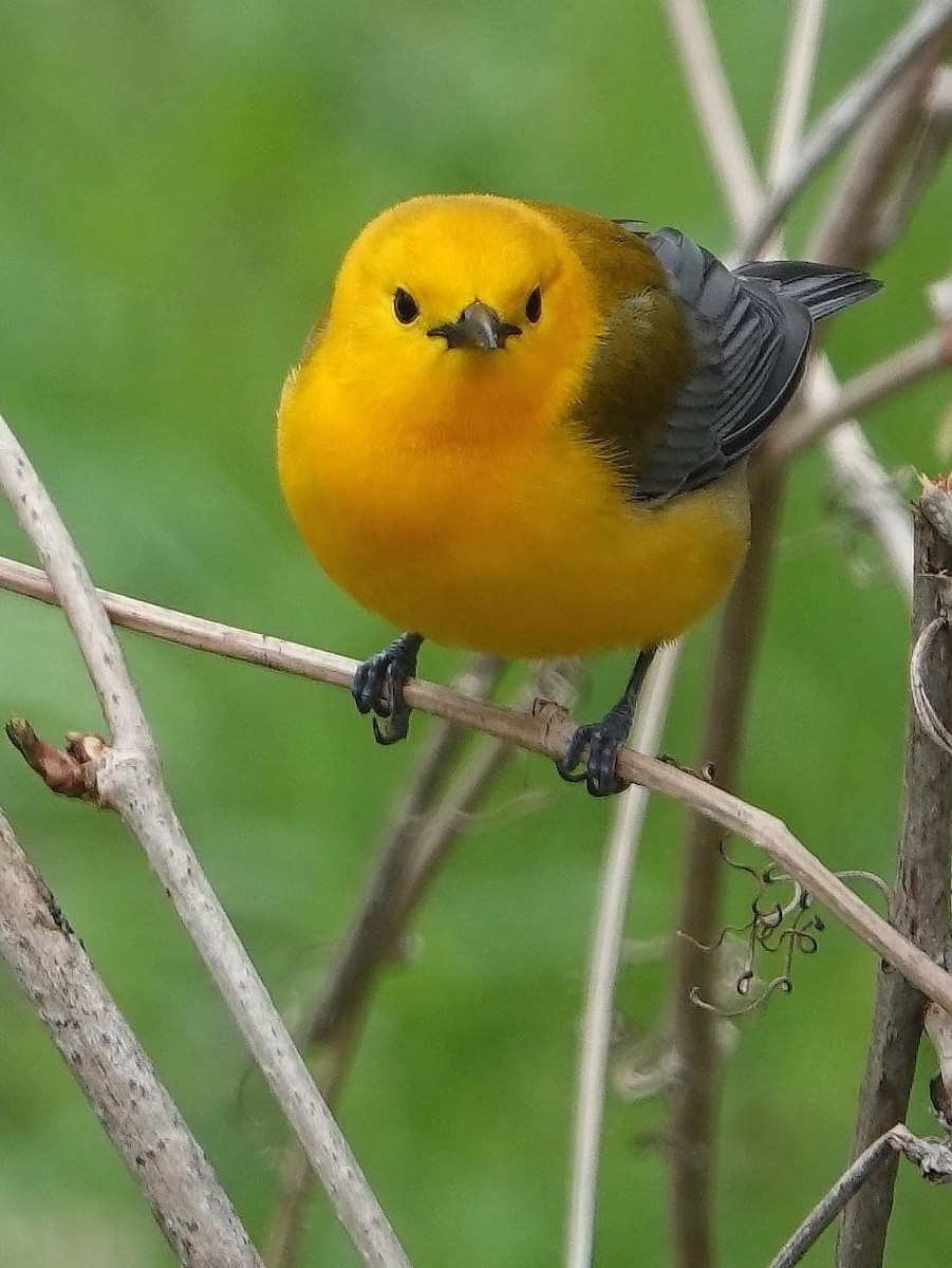 Prothonotary Warbler - ML452197021