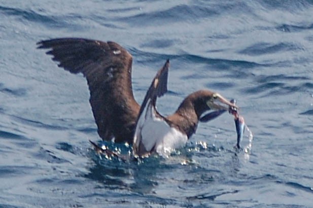 Brown Booby - ML452197151