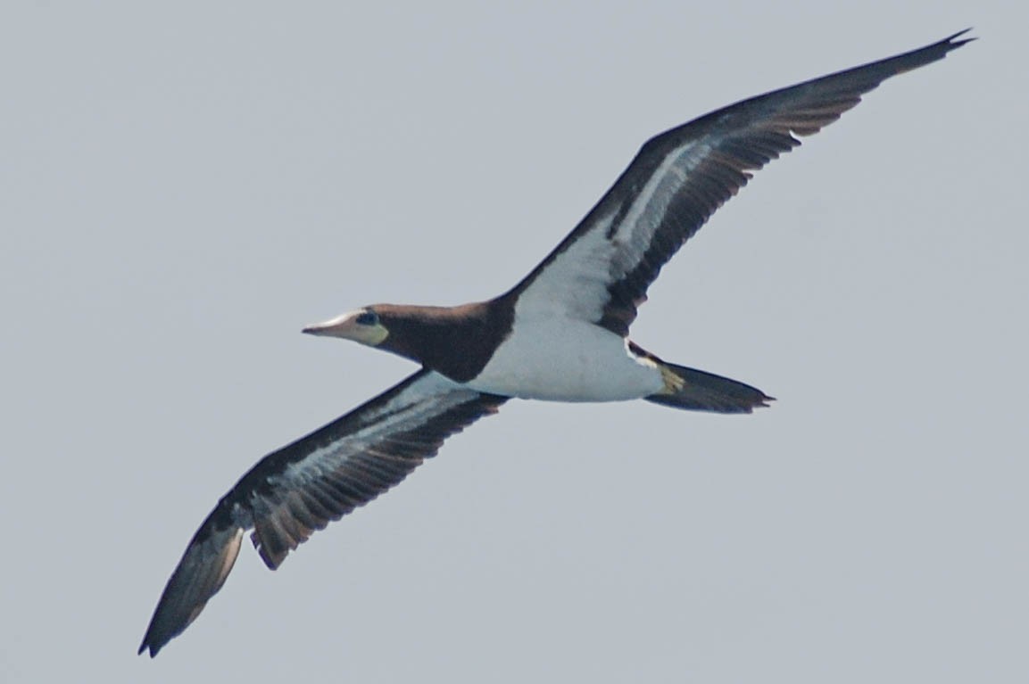 Brown Booby - ML452197161