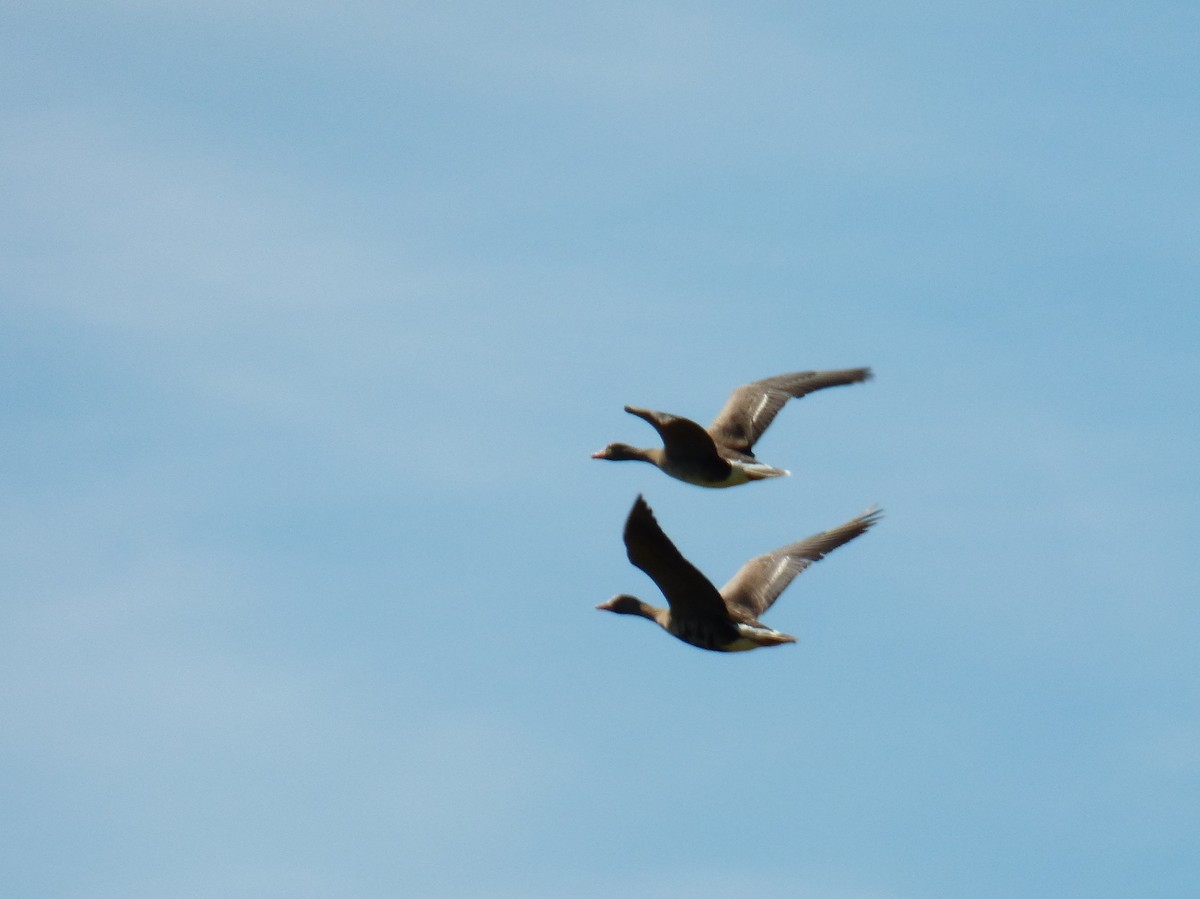 Greater White-fronted Goose - Historical Middleton Island Data