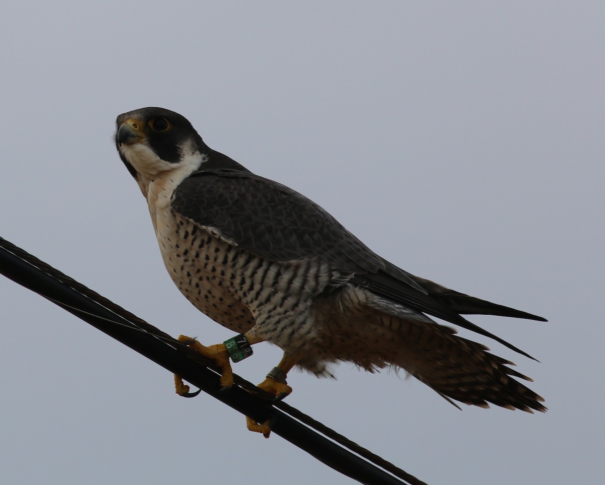 Peregrine Falcon (North American) - Dennis Peacock