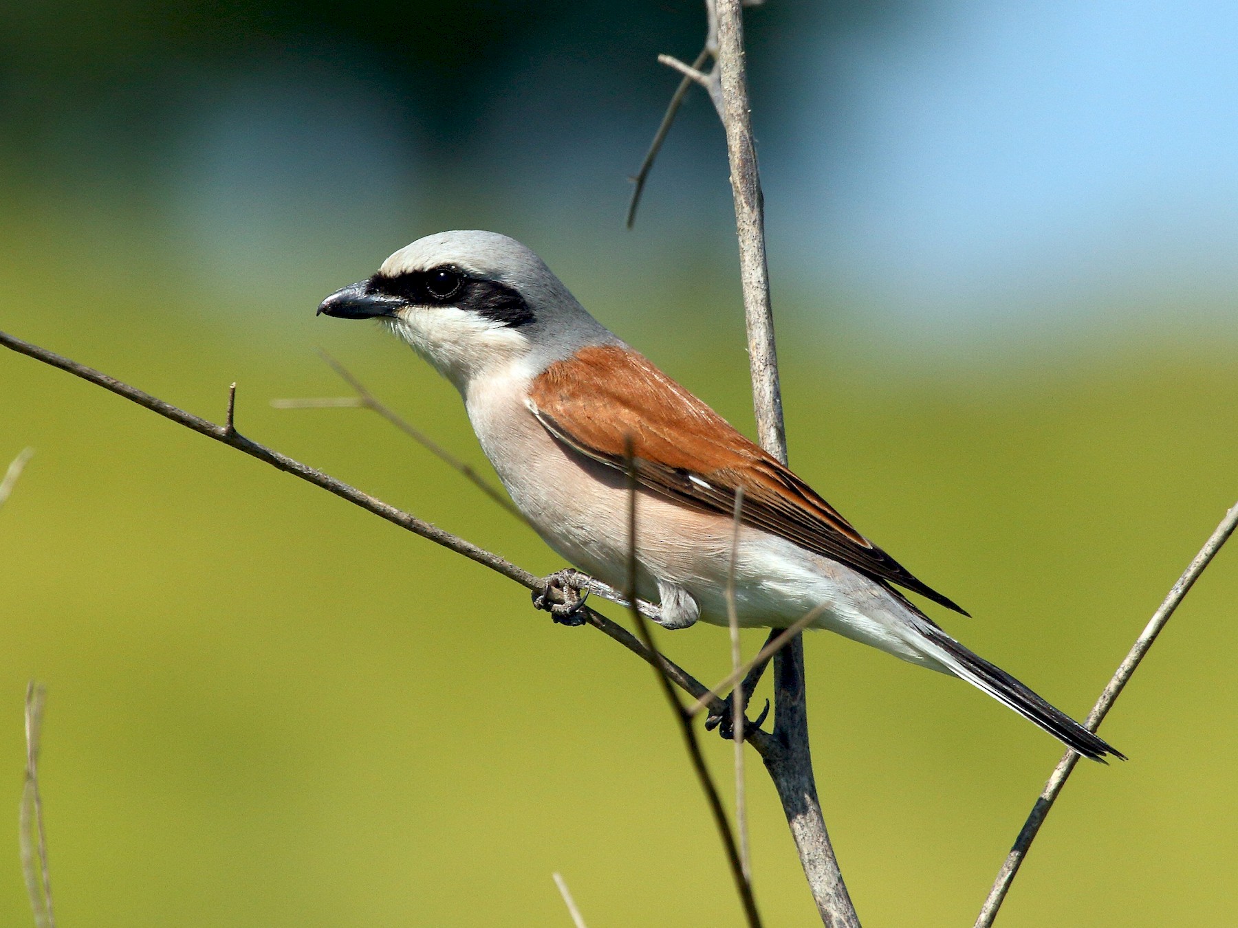 Red-backed Shrike - Patrick J. Blake