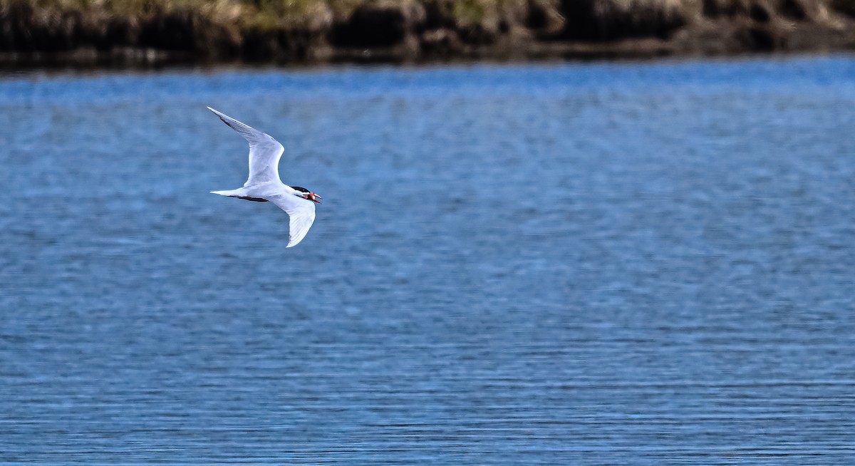 Forster's Tern - Ken Miracle