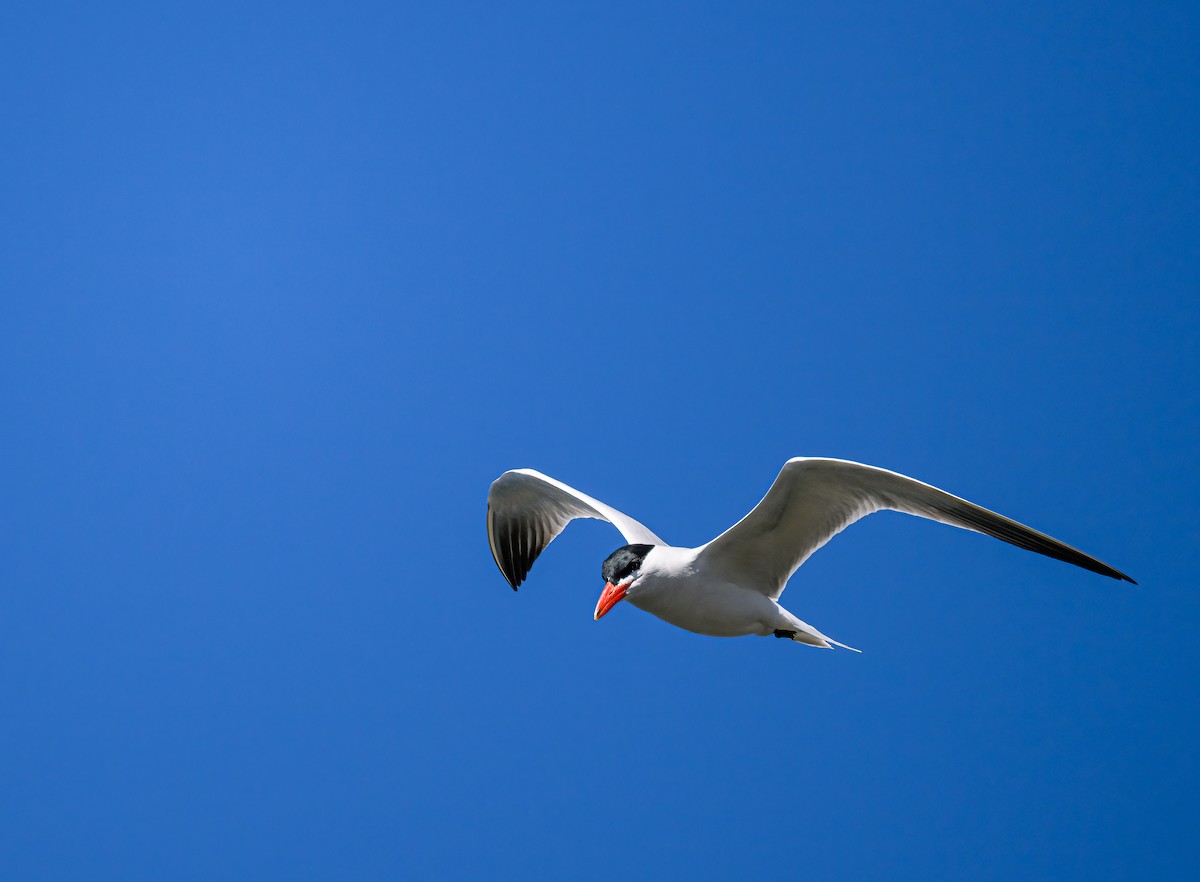 Caspian Tern - ML452213691