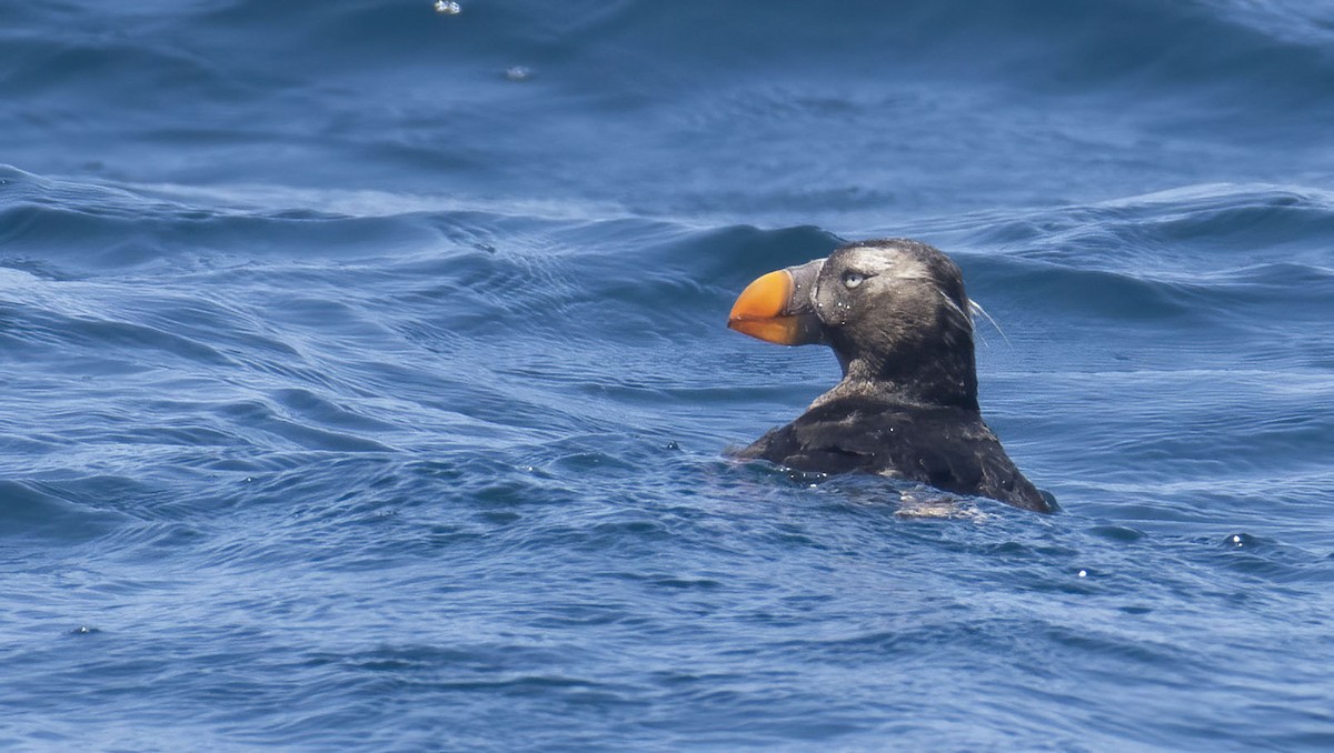 Tufted Puffin - Marky Mutchler