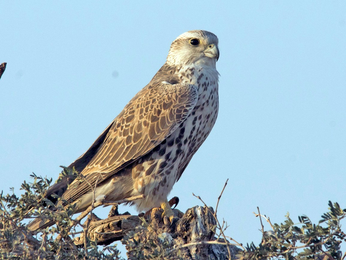 Saker Falcon - Manohara Kamath