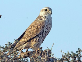  - Saker Falcon