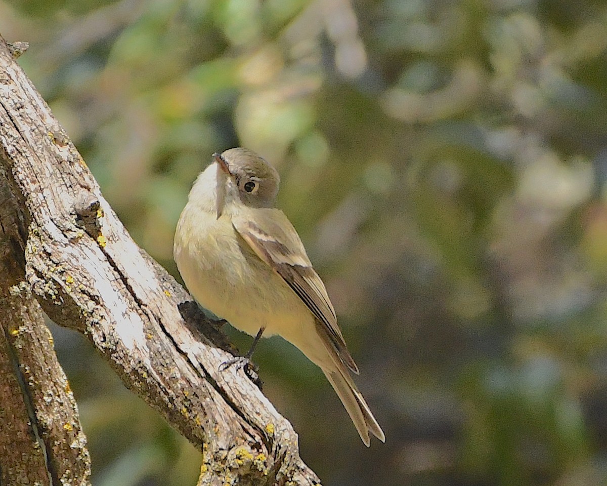 Western Flycatcher (Pacific-slope) - Ted Wolff