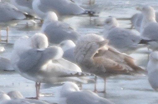 Herring x Glaucous-winged Gull (hybrid) - ML45222811