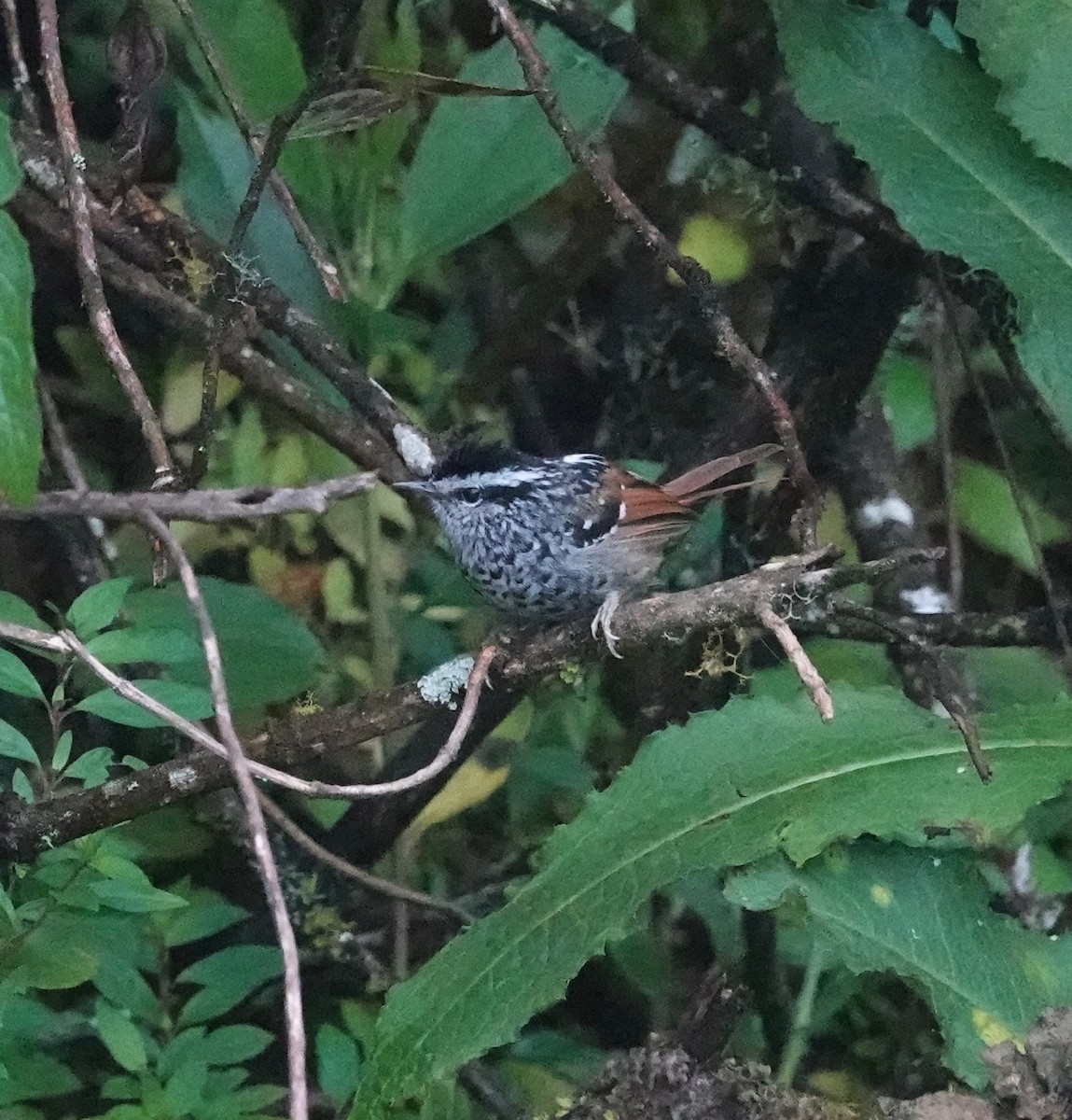 Rufous-tailed Antbird - ML452228551