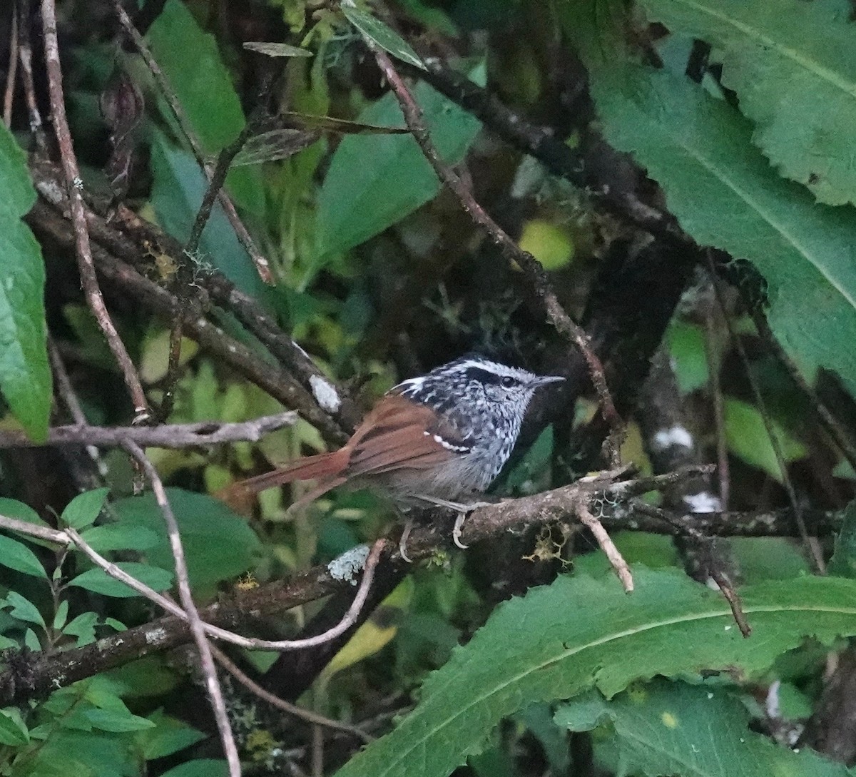 Rufous-tailed Antbird - ML452228611