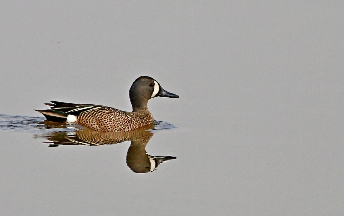 Blue-winged Teal - Yves Gauthier (Mtl)