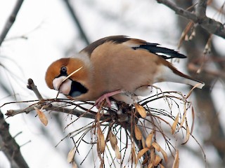  - Hawfinch