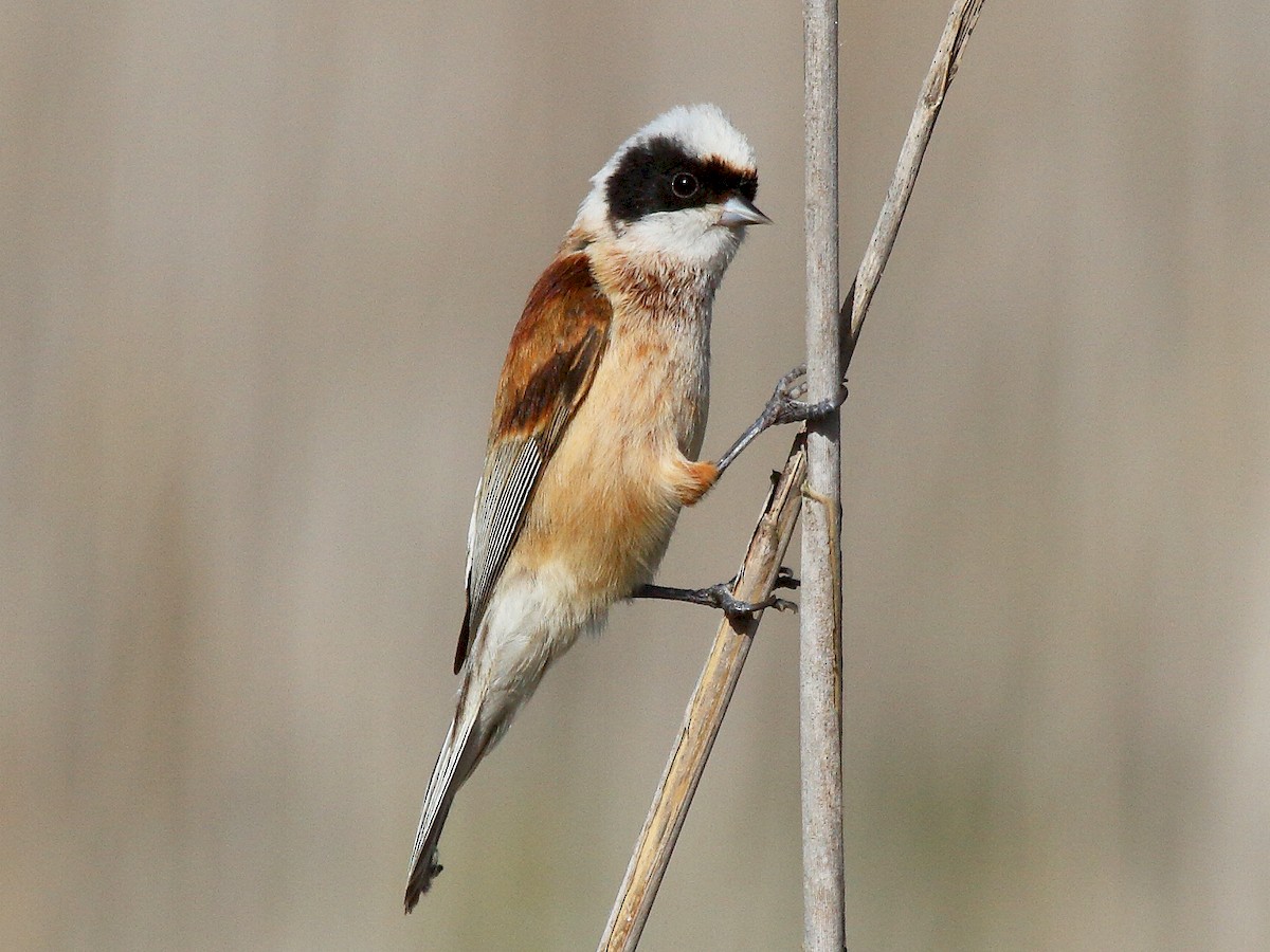 Eurasian Penduline-Tit - Remiz pendulinus - Birds of the World