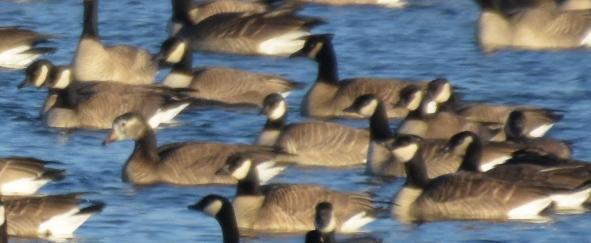 Greater White-fronted x Canada Goose (hybrid) - ML45223941