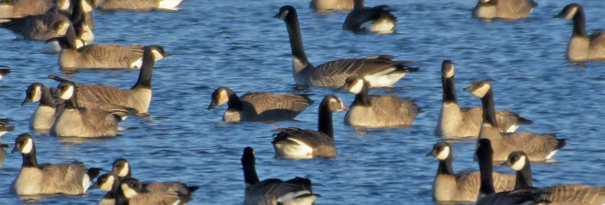 Greater White-fronted x Cackling Goose (hybrid) - ML45224261