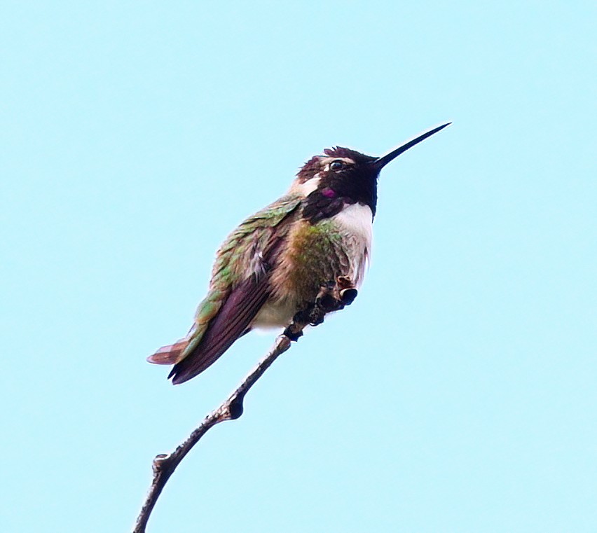 Costa's Hummingbird - ML452244931
