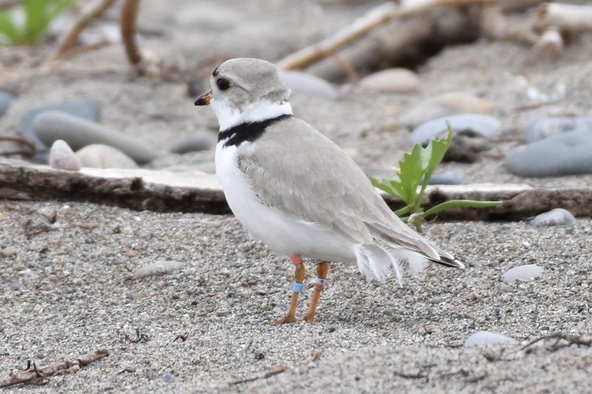 Piping Plover - ML452245691