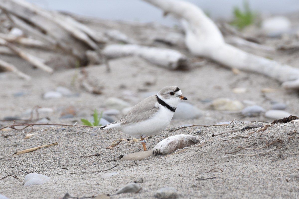Piping Plover - ML452245711