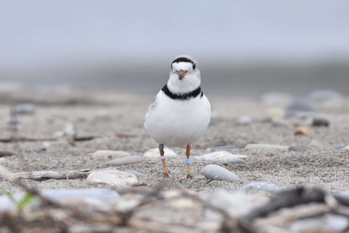 Piping Plover - ML452245731